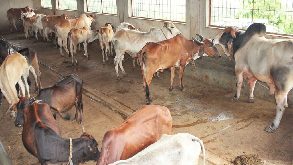 गौशाला संचालन परियोजना